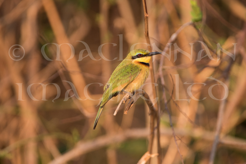 Little Bee Eater