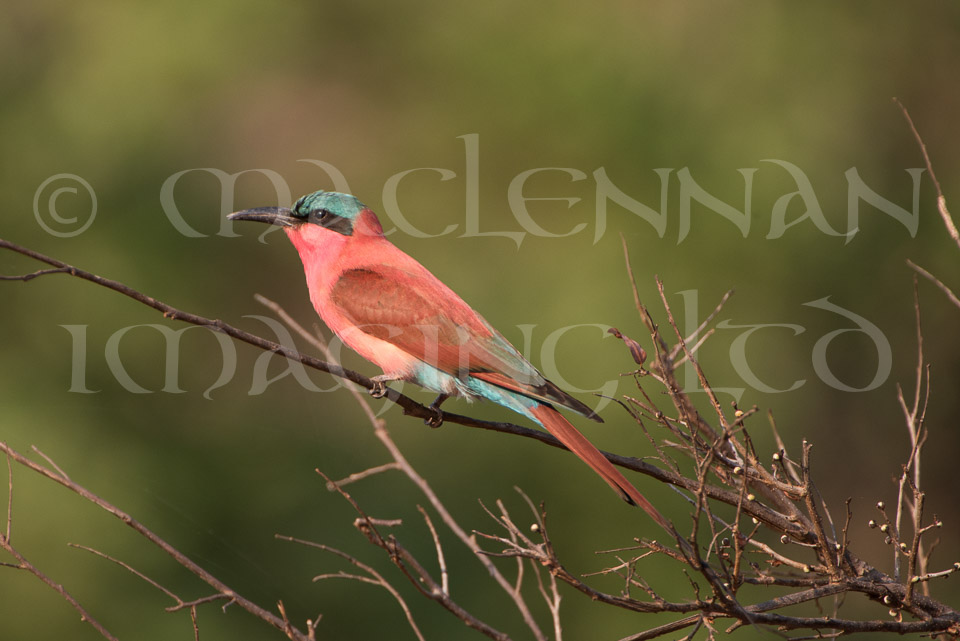 Carmine Bee Eater