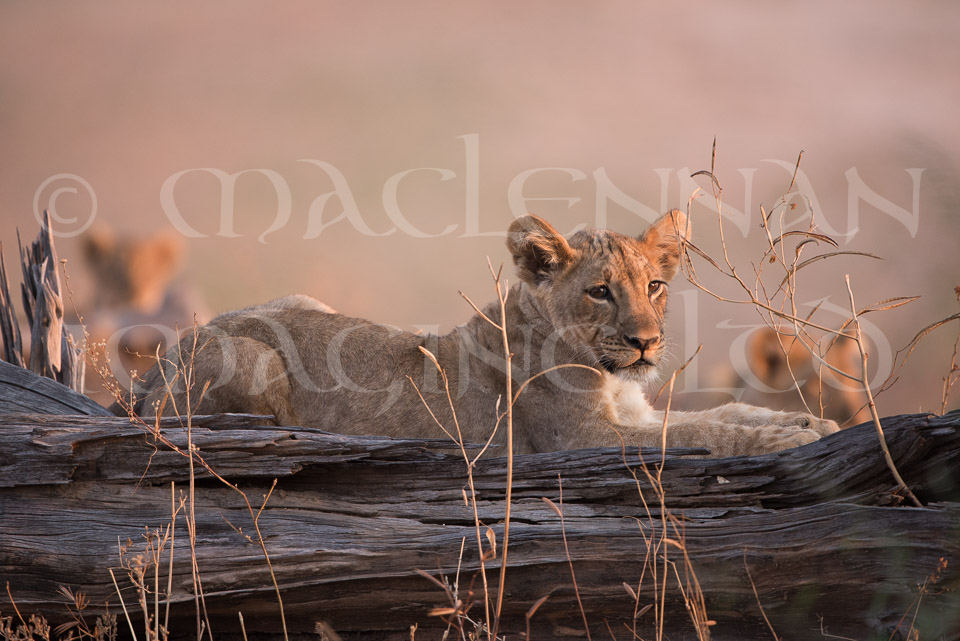 Lion cubs