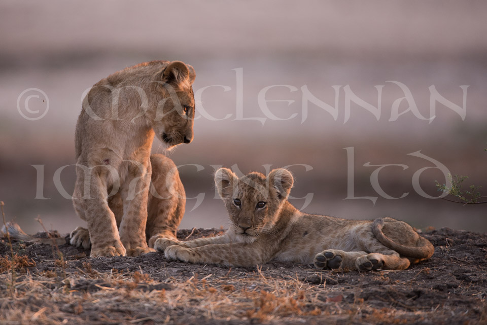Lion cubs 2