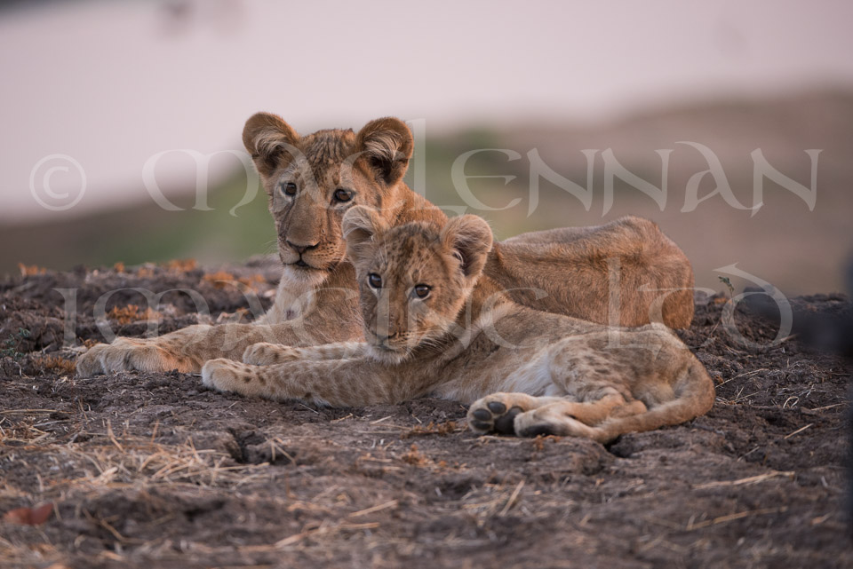 Lion cubs 4