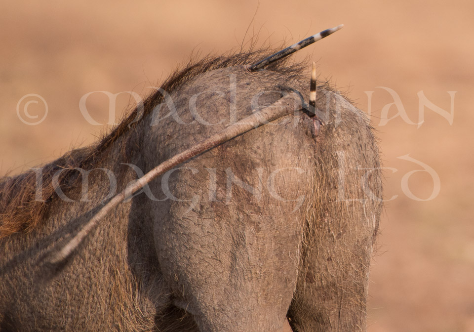 Warthog