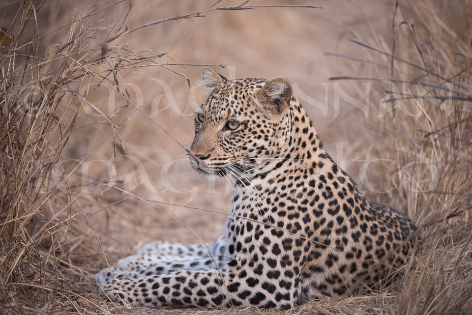 Leopard