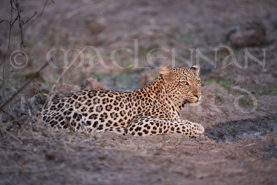 Leopard