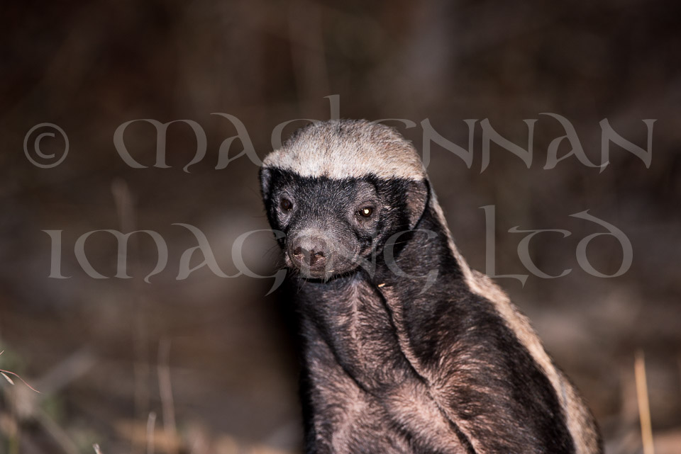 Honey badger
