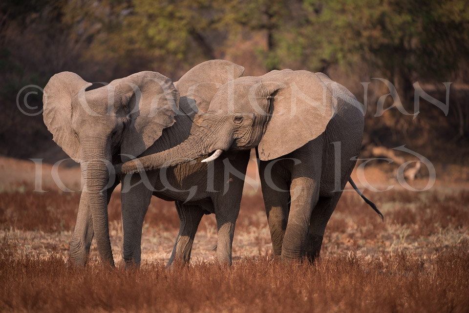 Elephant
