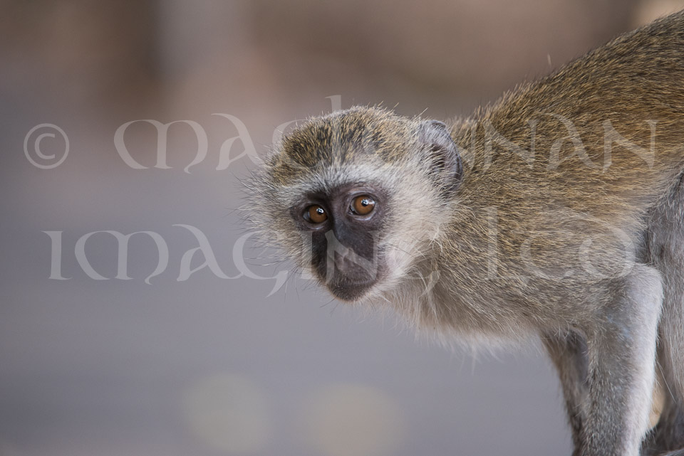 Vervet Monkey