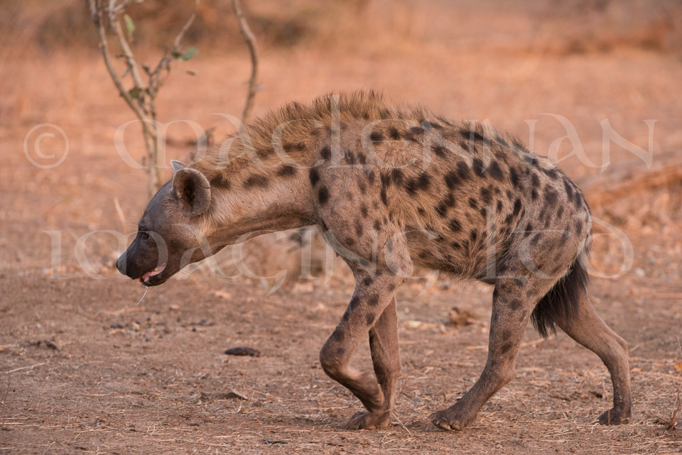 Hyena