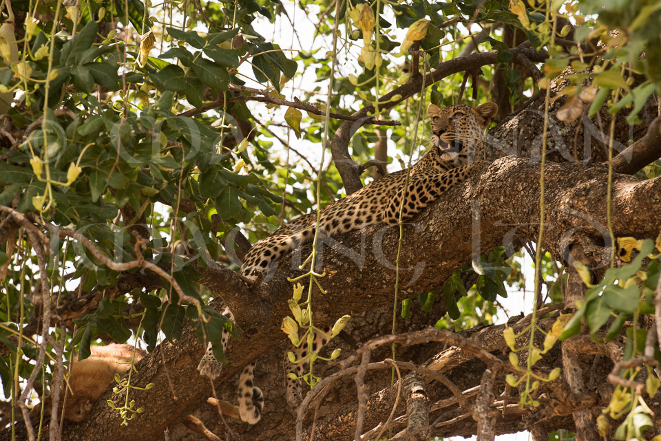 Leopard 2