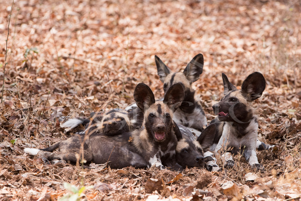 African wild dog