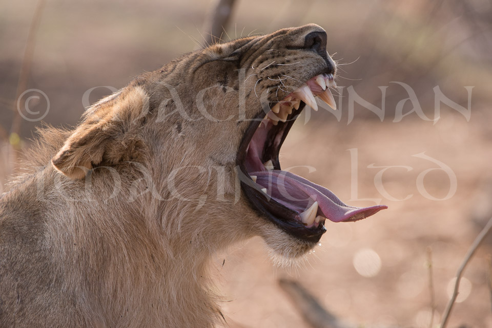 Lion